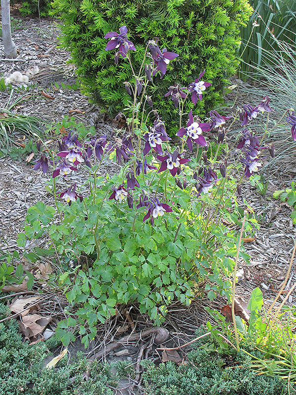 Winky Purple and White Columbine (Aquilegia 'Winky Purple and White') at Sargent's Gardens