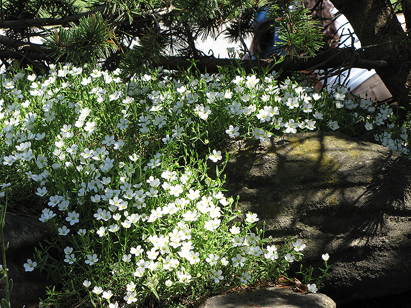 Mountain Sandwort (Arenaria montana) at Sargent's Gardens