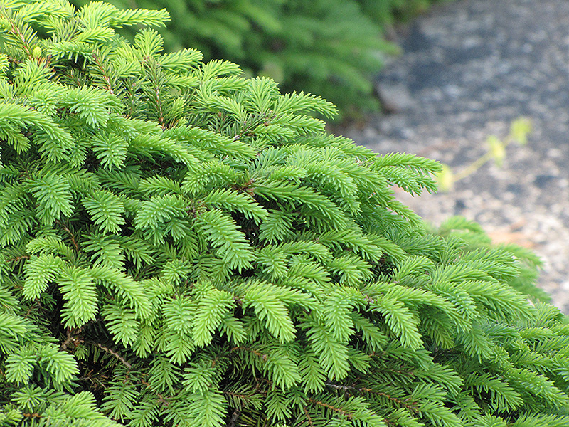 Birds Nest Spruce (Picea abies 'Nidiformis') at Sargent's Gardens