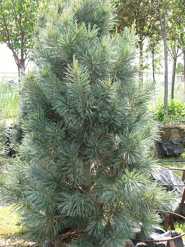 Vanderwolf's Pyramid Pine (Pinus flexilis 'Vanderwolf's Pyramid') at Sargent's Gardens