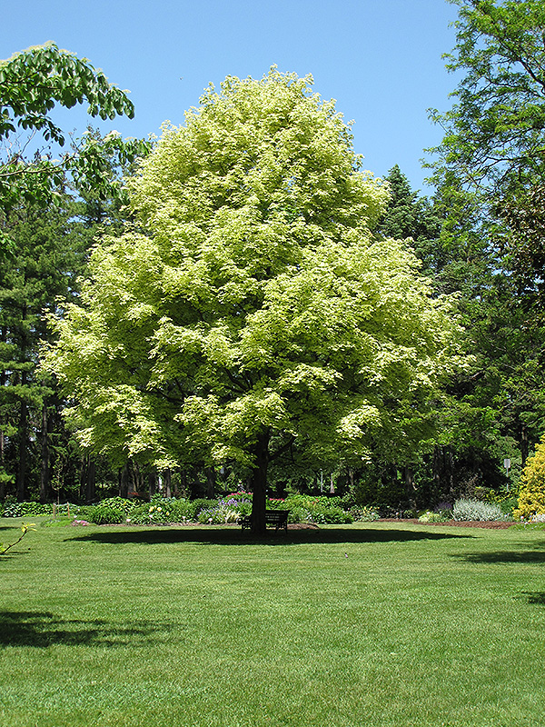Variegated Norway Maple (Acer platanoides 'Variegatum') at Sargent's Gardens