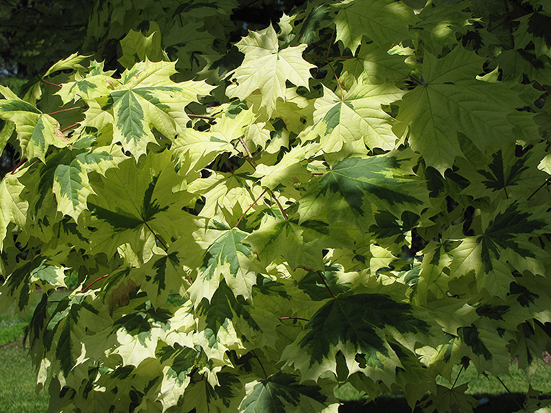 Variegated Norway Maple (Acer platanoides 'Variegatum') at Sargent's Gardens