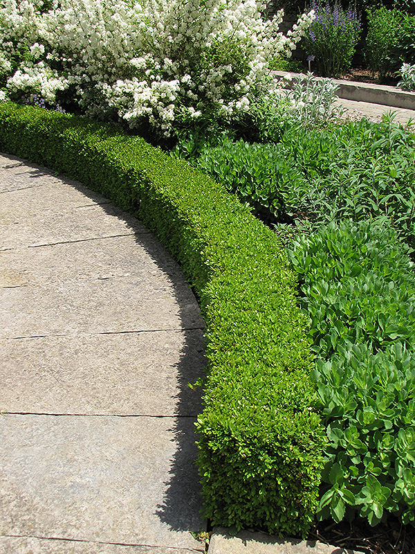 Green Velvet Boxwood (Buxus 'Green Velvet') at Sargent's Gardens