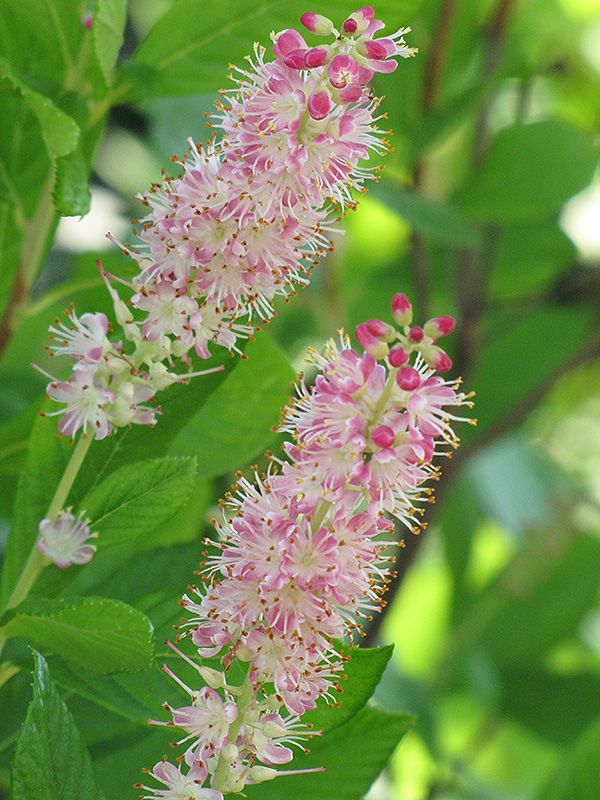 Ruby Spice Summersweet (Clethra alnifolia 'Ruby Spice') at Sargent's Gardens