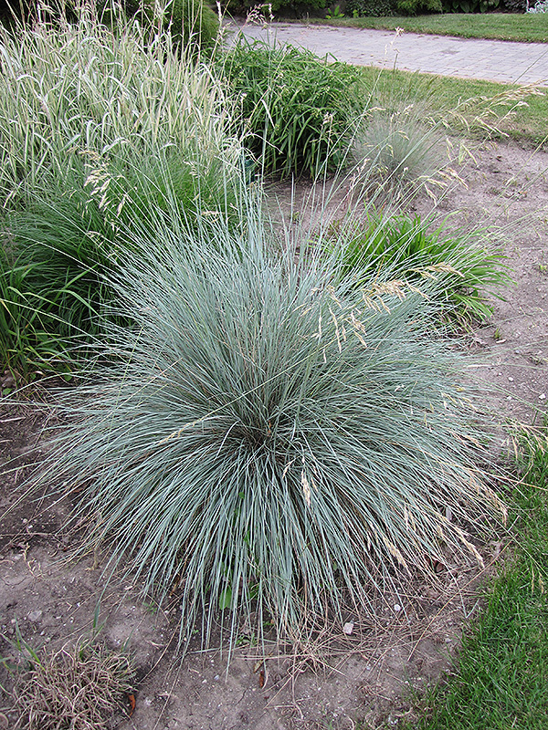 Blue Oat Grass (Helictotrichon sempervirens) at Sargent's Gardens