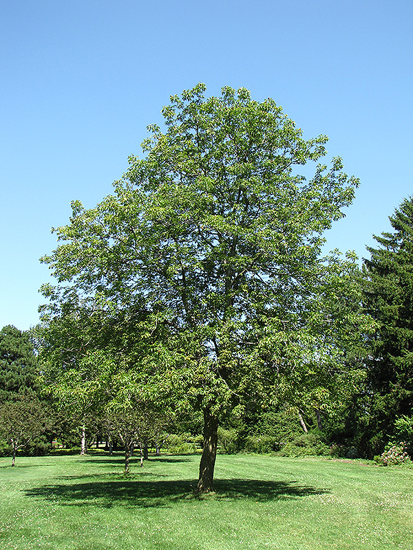 Ohio Buckeye (Aesculus glabra) at Sargent's Gardens