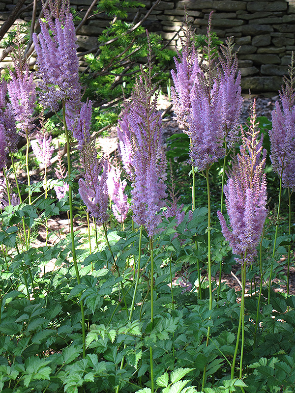 Purpurlanze Chinese Astilbe (Astilbe chinensis 'Purpurlanze') at Sargent's Gardens