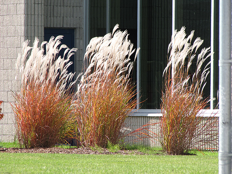 Flame Grass (Miscanthus sinensis 'Purpurascens') at Sargent's Gardens