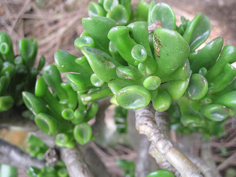 Gollum Jade Plant (Crassula ovata 'Gollum') at Sargent's Gardens