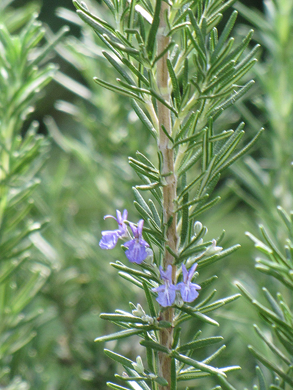 Tuscan Blue Rosemary (Rosmarinus officinalis 'Tuscan Blue') at Sargent's Gardens