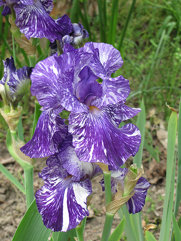 Batik Iris (Iris 'Batik') at Sargent's Gardens
