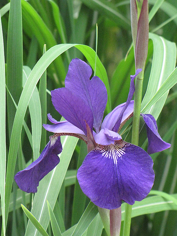 Caesar's Brother Siberian Iris (Iris sibirica 'Caesar's Brother') at Sargent's Gardens