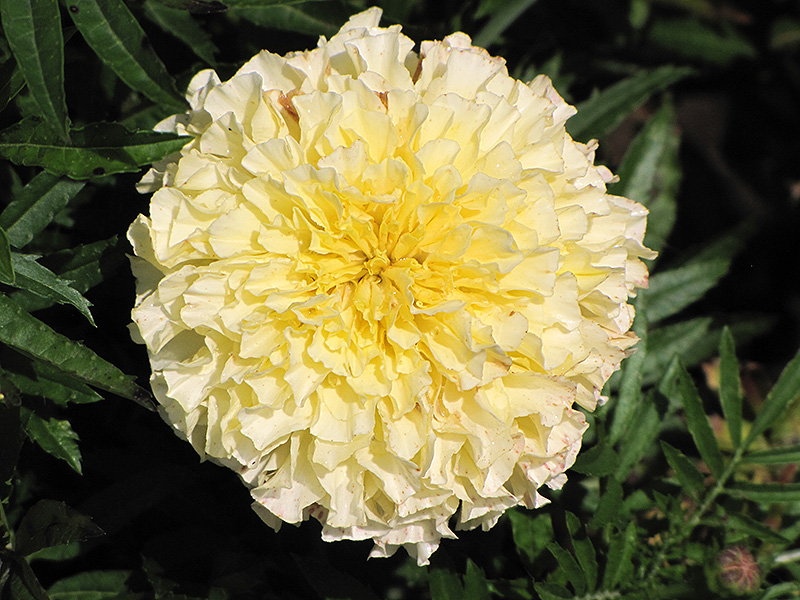 Vanilla Marigold (Tagetes erecta 'Vanilla') at Sargent's Gardens
