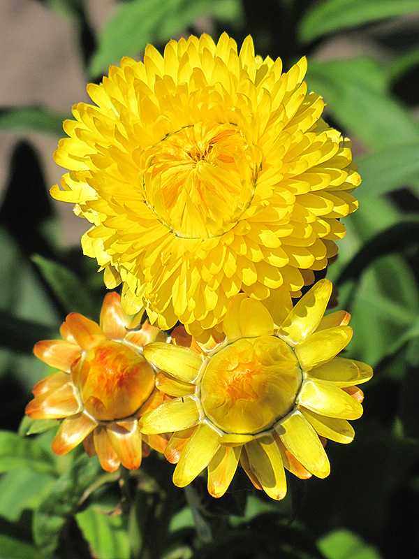 Dreamtime Jumbo Yellow Strawflower (Bracteantha bracteata 'OHB003790') at Sargent's Gardens