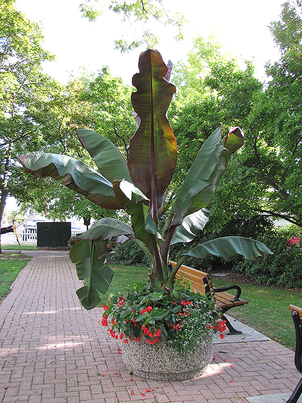 Red Banana (Ensete ventricosum 'Maurelii') at Sargent's Gardens