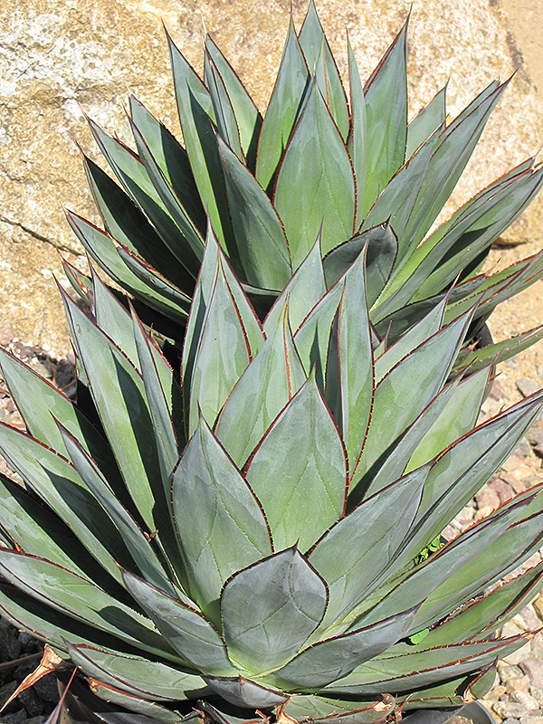 Blue Glow Agave (Agave 'Blue Glow') at Sargent's Gardens