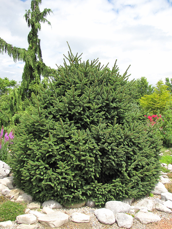 Clanbrassiliana Stricta Norway Spruce (Picea abies 'Clanbrassiliana Stricta') at Sargent's Gardens