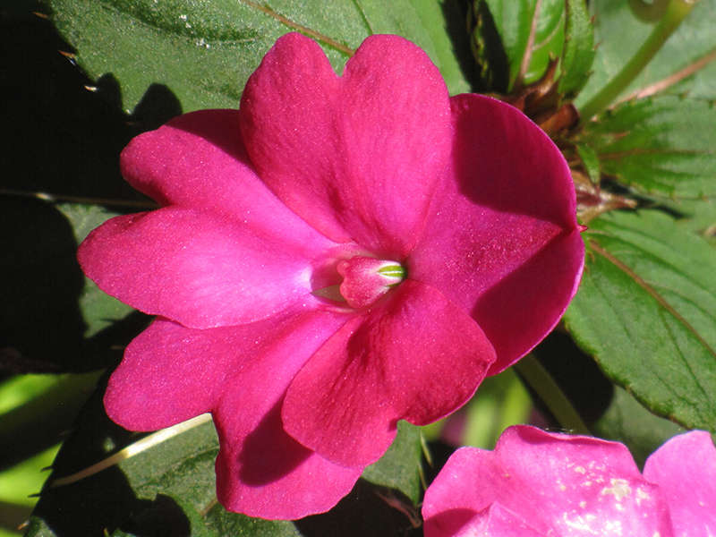 Infinity Dark Pink New Guinea Impatiens (Impatiens hawkeri 'Infinity Dark Pink') at Sargent's Gardens
