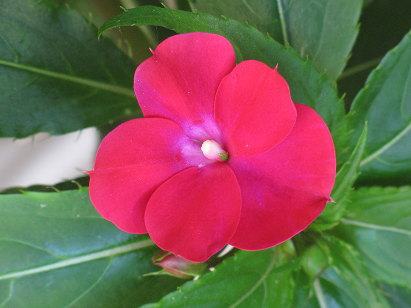 Infinity Cherry Red New Guinea Impatiens (Impatiens hawkeri 'Visinfchrimp') at Sargent's Gardens