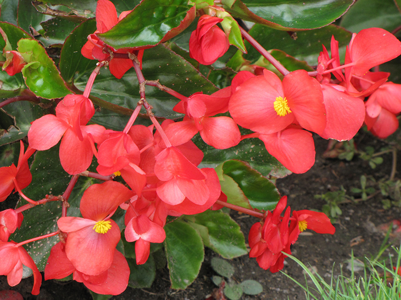 Dragon Wing Red Begonia (Begonia 'Dragon Wing Red') at Sargent's Gardens