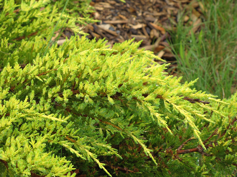 Daub's Frosted Juniper (Juniperus x media 'Daub's Frosted') at Sargent's Gardens