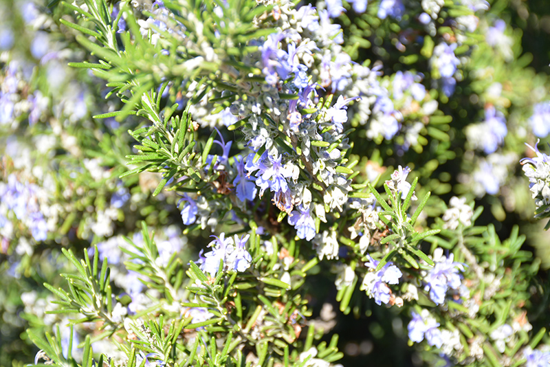 Blue Spires Rosemary (Rosmarinus officinalis 'Blue Spires') at Sargent's Gardens