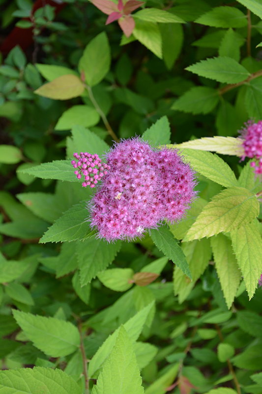 Double Play Candy Corn Spirea (Spiraea japonica 'NCSX1') at Sargent's Gardens