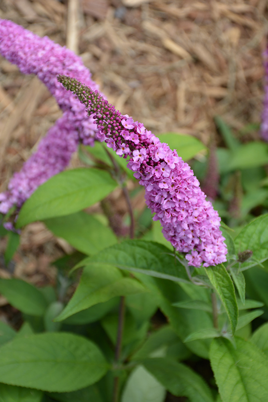 Lo & Behold Pink Micro Chip Butterfly Bush (Buddleia 'Pink Micro Chip') at Sargent's Gardens