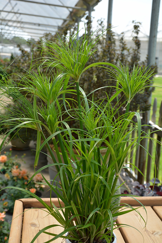 Prince Tut Egyptian Papyrus (Cyperus 'Prince Tut') at Sargent's Gardens