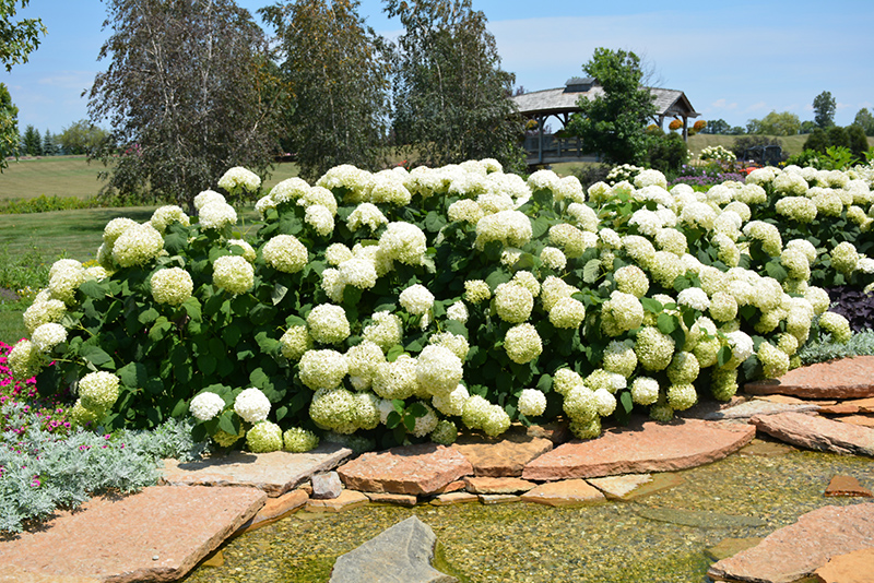 Incrediball Hydrangea (Hydrangea arborescens 'Abetwo') at Sargent's Gardens