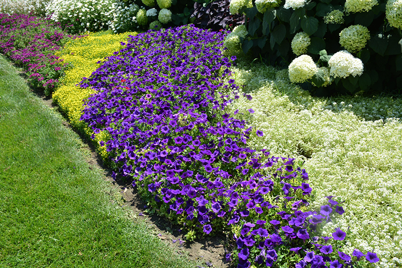 Supertunia Royal Velvet Petunia (Petunia 'Supertunia Royal Velvet') at Sargent's Gardens