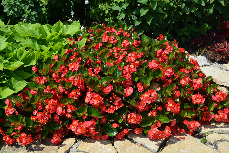 Surefire Red Begonia (Begonia 'Surefire Red') at Sargent's Gardens