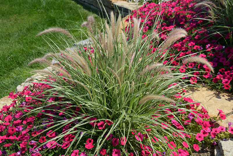 Sky Rocket Fountain Grass (Pennisetum setaceum 'Sky Rocket') at Sargent's Gardens