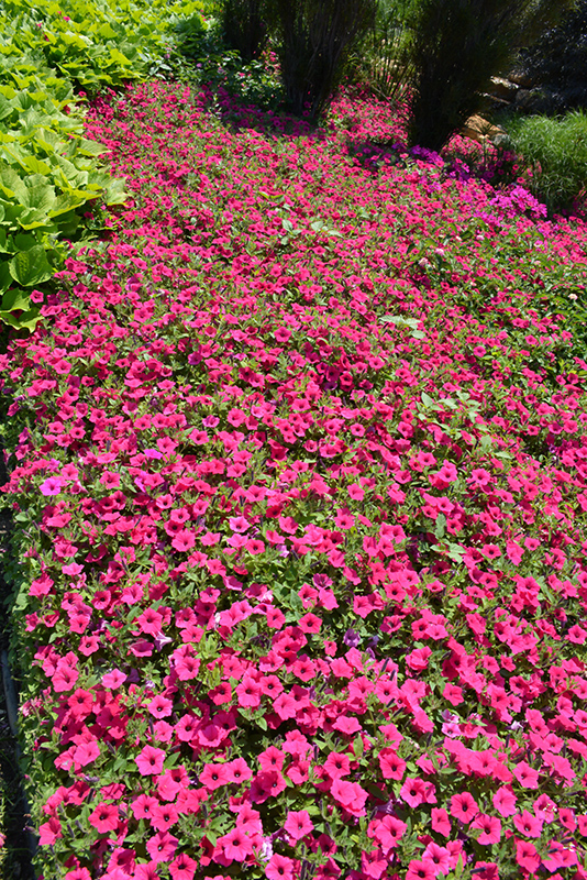 Supertunia Vista Fuchsia Petunia (Petunia 'Supertunia Vista Fuchsia') at Sargent's Gardens
