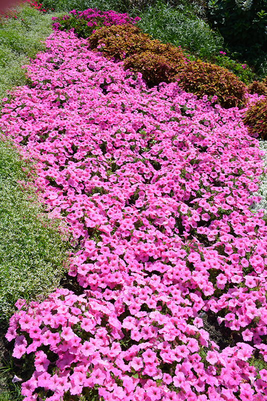 Supertunia Vista Bubblegum Petunia (Petunia 'Supertunia Vista Bubblegum') at Sargent's Gardens