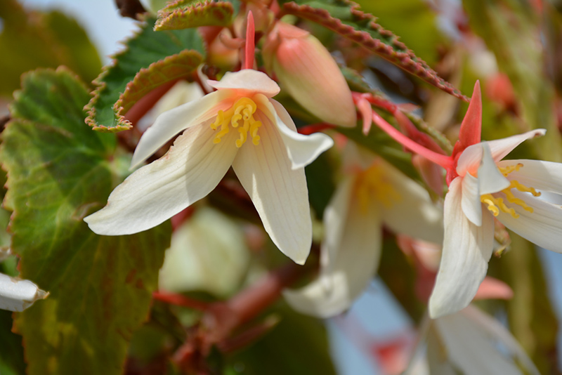 Bossa Nova Pure White Begonia (Begonia boliviensis 'Bossa Nova Pure White') at Sargent's Gardens