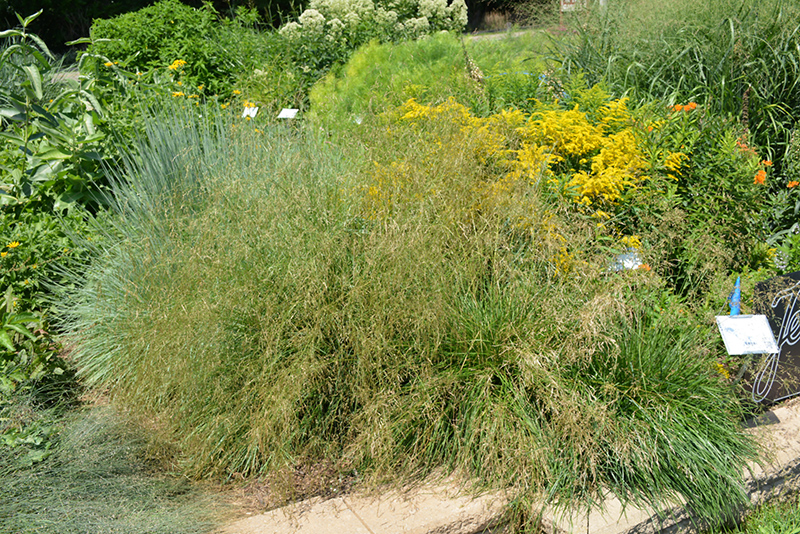 Pixie Fountain Tufted Hair Grass (Deschampsia cespitosa 'Pixie Fountain') at Sargent's Gardens