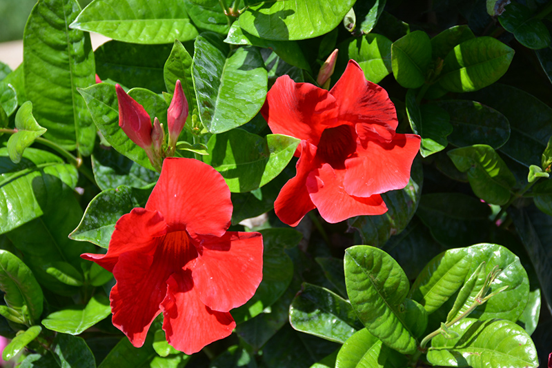 Sun Parasol Pretty Crimson Mandevilla (Mandevilla 'Sunmanderemi') at Sargent's Gardens