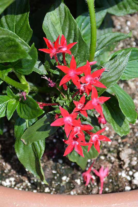 Starcluster Red Star Flower (Pentas lanceolata 'Starcluster Red') at Sargent's Gardens