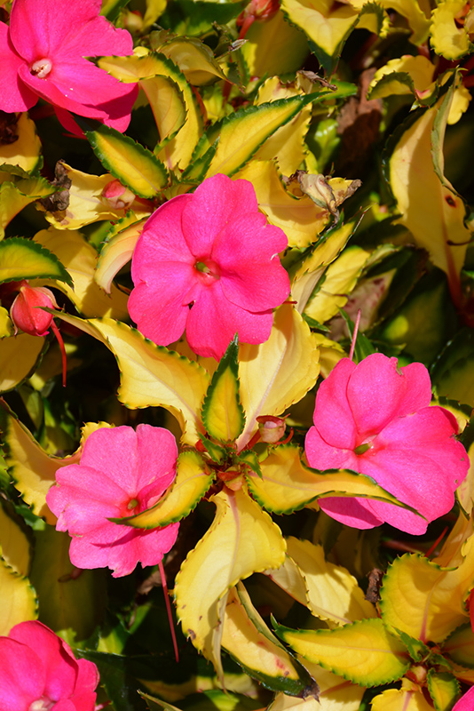 SunPatiens Compact Tropical Rose New Guinea Impatiens (Impatiens 'SunPatiens Compact Tropical Rose') at Sargent's Gardens