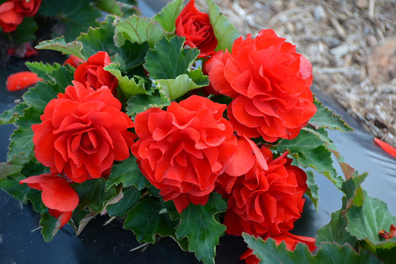 Nonstop Red Begonia (Begonia 'Nonstop Red') at Sargent's Gardens