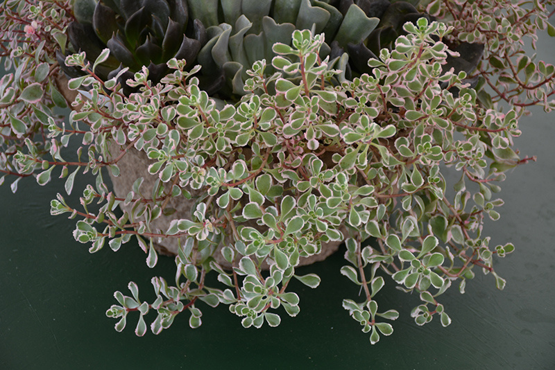 Tricolor Stonecrop (Sedum spurium 'Tricolor') at Sargent's Gardens