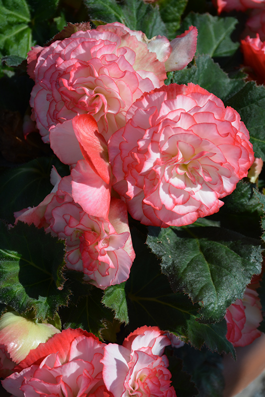 Nonstop Rose Petticoat Begonia (Begonia 'Nonstop Rose Petticoat') at Sargent's Gardens
