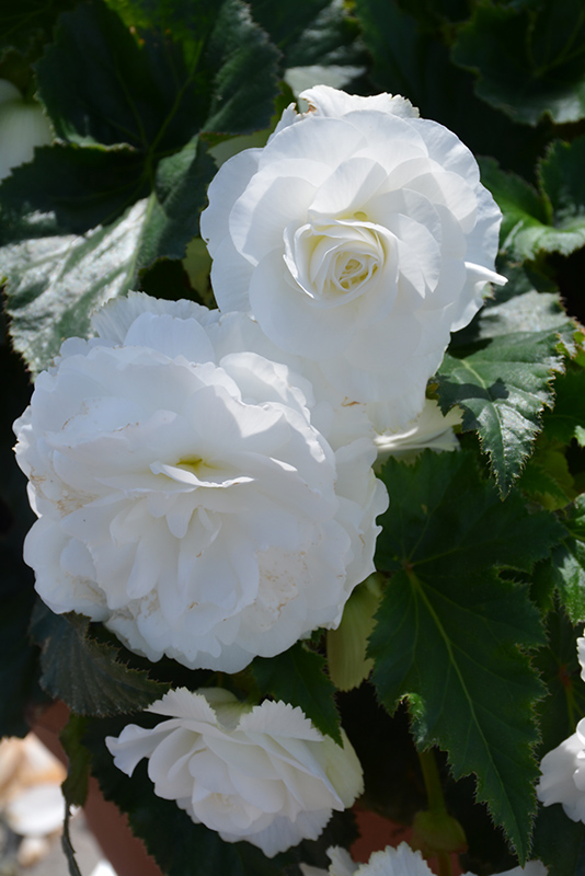 Nonstop White Begonia (Begonia 'Nonstop White') at Sargent's Gardens