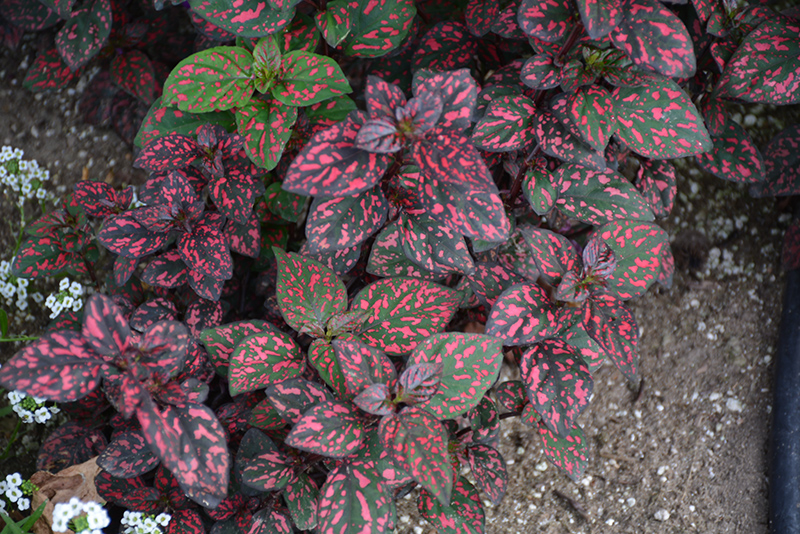 Hippo Red Polka Dot Plant (Hypoestes phyllostachya 'G14157') at Sargent's Gardens