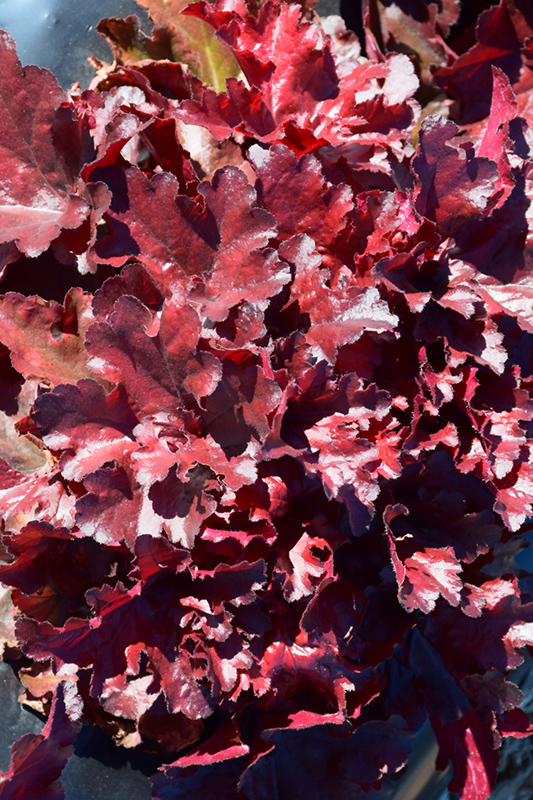 Forever Red Coral Bells (Heuchera 'Forever Red') at Sargent's Gardens