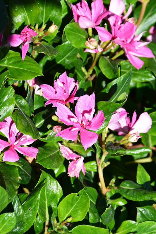 Soiree Kawaii Double Pink Vinca (Catharanthus roseus 'Soiree Kawaii Double Pink') at Sargent's Gardens