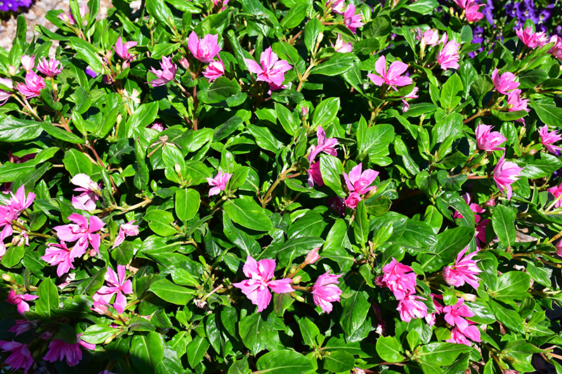 Soiree Kawaii Double Pink Vinca (Catharanthus roseus 'Soiree Kawaii Double Pink') at Sargent's Gardens