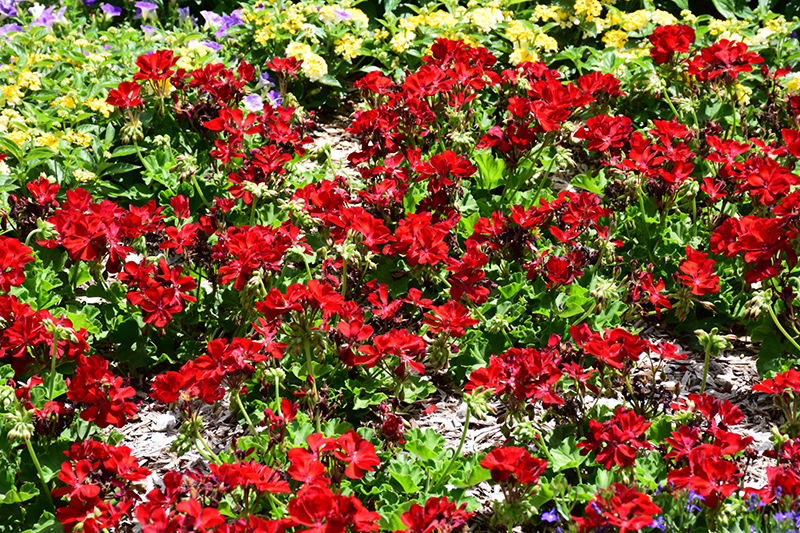 Calliope Medium Dark Red Geranium (Pelargonium 'Calliope Medium Dark Red') at Sargent's Gardens