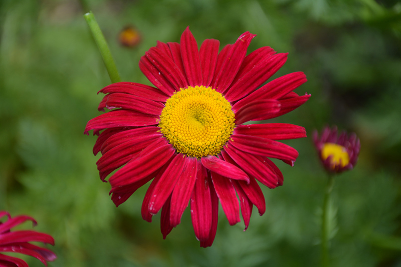 Robinson's Red Painted Daisy (Tanacetum coccineum 'Robinson's Red') at Sargent's Gardens